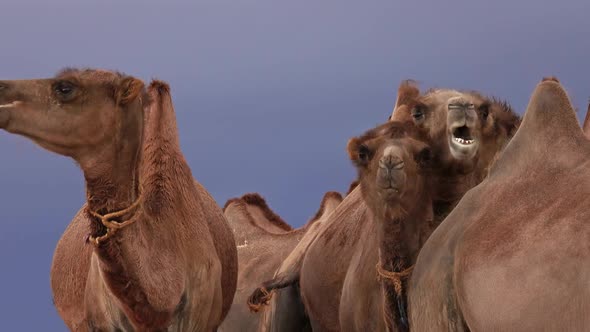 Bactrian Camels Portrait in Steppe Mongolia