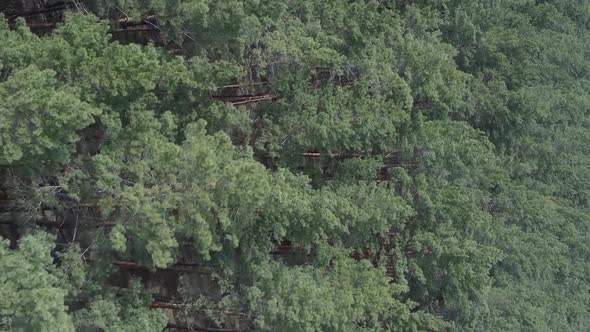 Vertical Video of Green Pine Forest By Day Aerial View