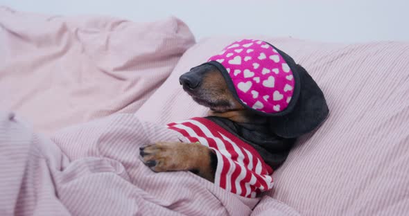 Dachshund in Sleeping Mask and Striped Shirt Lies on Bed