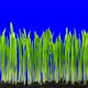 Grass And Oat  Growing Timelapse - VideoHive Item for Sale
