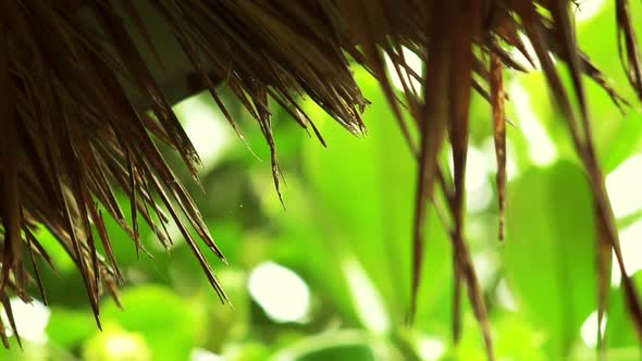 Rain Drops On The Thatch Roof