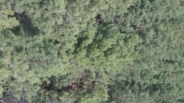 Vertical Video of Pine Forest Aerial View Slow Motion