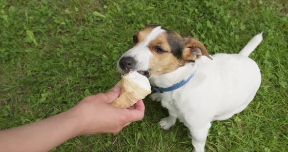 Dog Breeds Jack Russell Terrier Eats Ice Cream with Hands