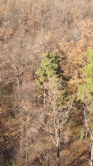 Vertical Video of an Autumn Forest During the Day