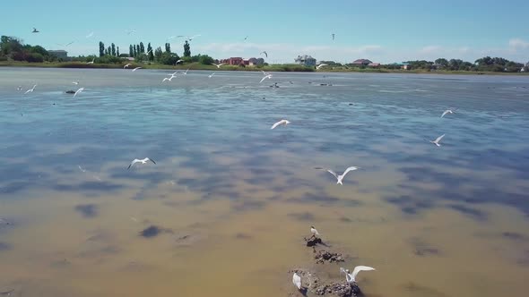 Gulls on a Shallow Lake Overgrown with Reeds and Algae