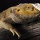 a Very Beautiful Lizard Sits on a Stone - VideoHive Item for Sale