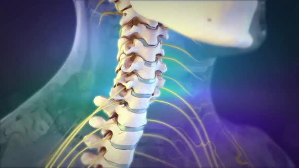 neck disc system 3d medical animation