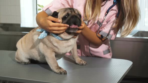 The Vet Is Cheking Up Pug Dogs Muzzle