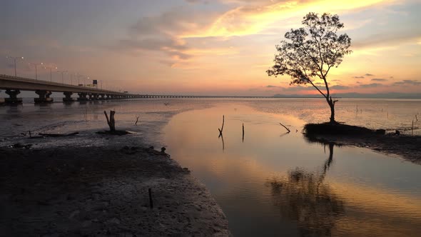 Sunset reflection of tree at coastal