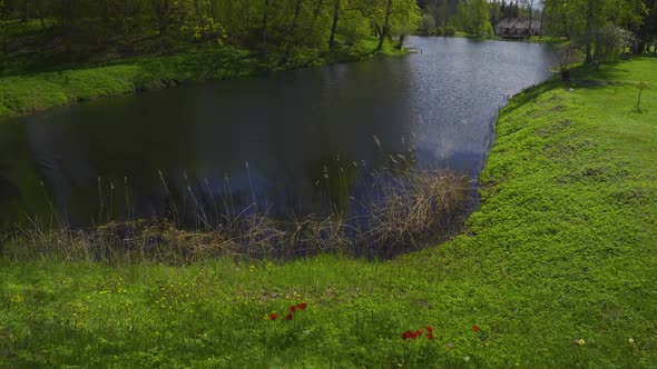 Red poppies in the green grass on the shore of the pond