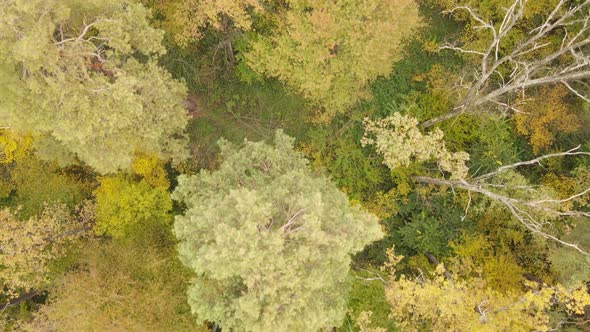 Autumn Forest Landscape with Trees By Day