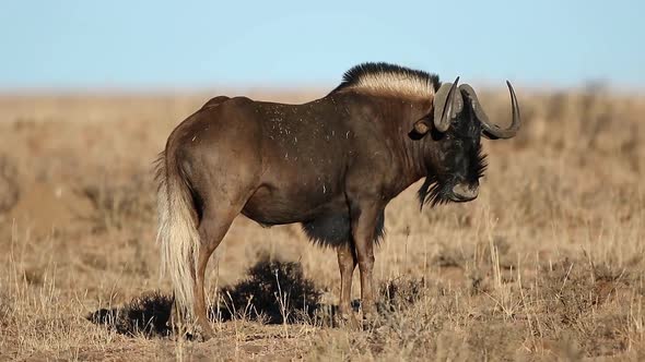 Black Wildebeest In Grassland South Africa