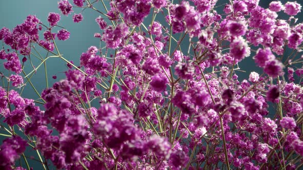 Slow Dolly Footage Inside Flower Bouquet in Purple or Pink Inside Flower Garden