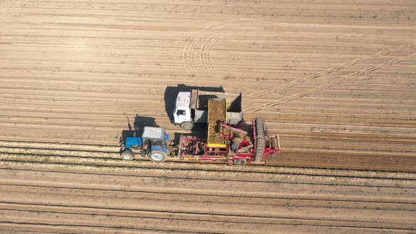 Combine Harvesting Ripe Potatoes From Rural Field And Pouring Crop in Trailer