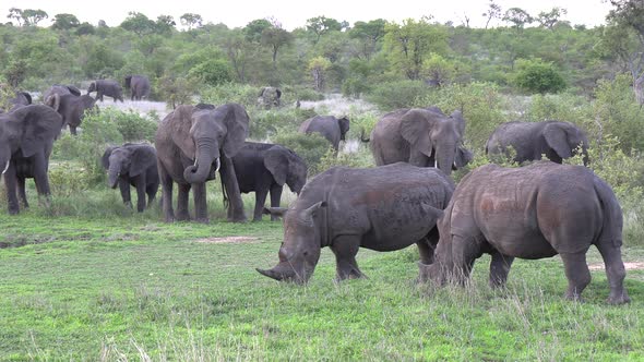 Landscape with Elephants and White Rhinos grazing. Gimbal