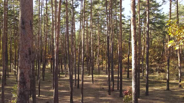 Forest with Trees in an Autumn Day