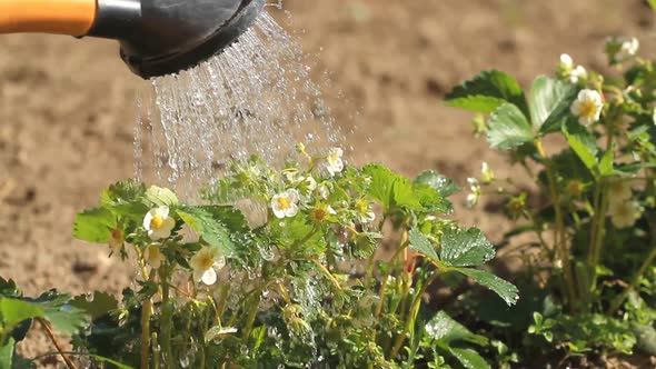 Pouring A Blooming Strawberry From A Watering Can