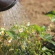 Pouring A Blooming Strawberry From A Watering Can - VideoHive Item for Sale