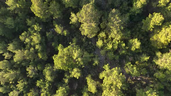 Forest texture aerial view 4 K Turkey Alanya