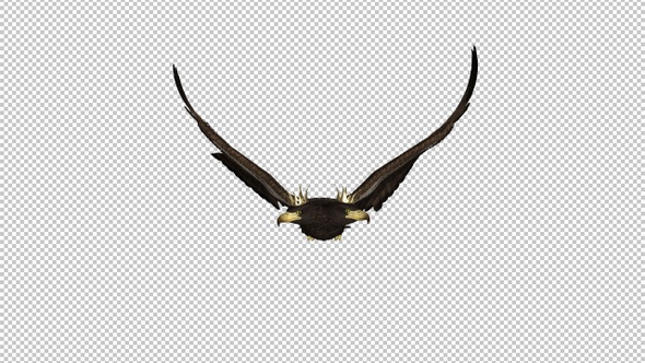 Imperial Eagle - Double-Headed - Flying Loop - Front View