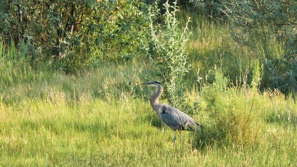 A great blue heron stands in the marshy grass