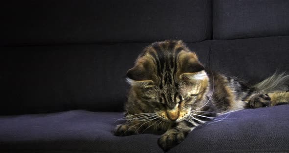 Brown Blotched Tabby Maine Coon Domestic Cat, Male laying against Black Background