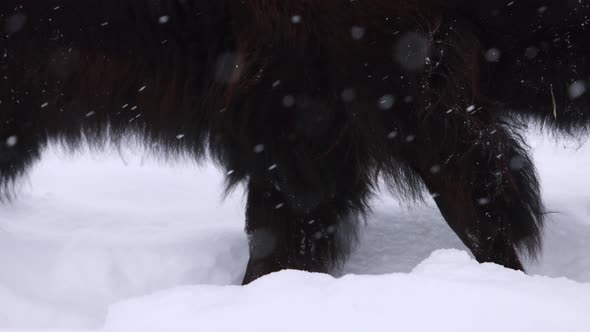 bison walking closeup in snowstorm slomo