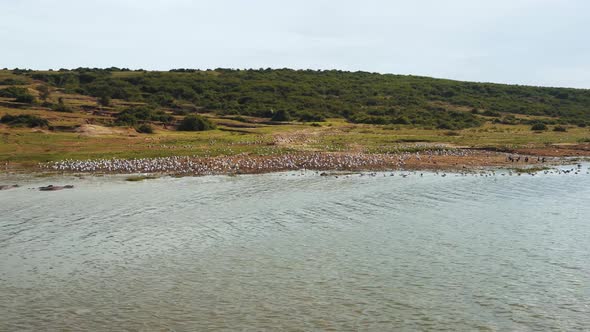 Birds on the shore of Lake Albert, Uganda