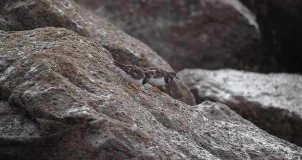 Turnstones Arenaria Interpres Feeding on Barnacles at a UK Shoreline Location