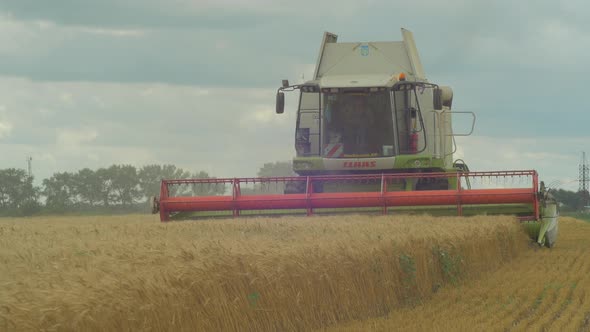 Combine harvesting golden wheat