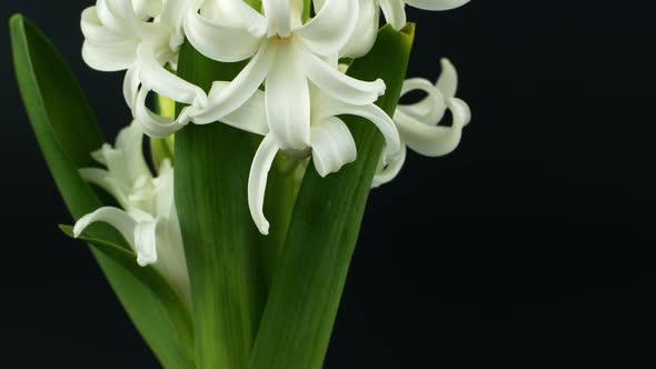 Rotation of a spring flower on a black background. White hyacinth flower rotates 360