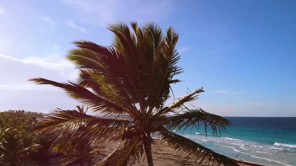 Fly Around Palm Trees Sunset Golden Blue Sky Backlight in Mediterranean