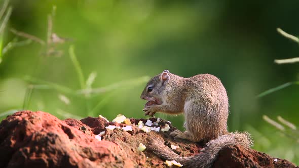 Smith bush squirrel in Kruger National park, South Africa