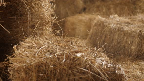 Tilting on rectangular bales in the barn close-up  4K 2160p 30fps UltraHD footage - Wheat hay stacks