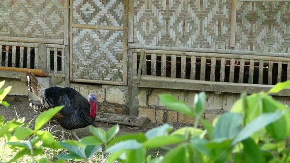 Black turkey walks around and setups his feathers at a farm in the Philippines