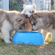 Three Siberian Husky Puppies Drinking Water From Bowl - VideoHive Item for Sale