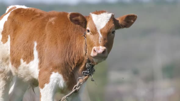 Milk Cow Grazing on Green Farm Pasture on Summer Day