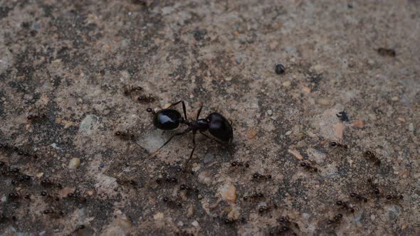 Black House Ant teamwork walking work in the nature