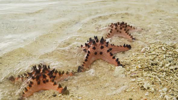 Starfish on a Tropical Beach