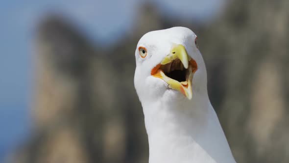 Laughing Gull Close-up Looks Into the Camera.