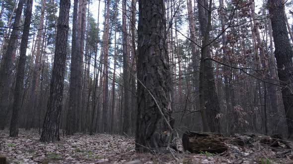 Trees in a Pine Forest During the Day Aerial View