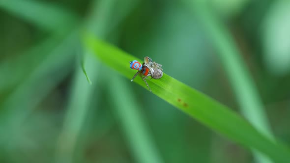 overhead shot of a maratus splendens peacock spider mating