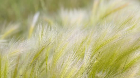 Feather Grass in the Meadow Inflates the Wind