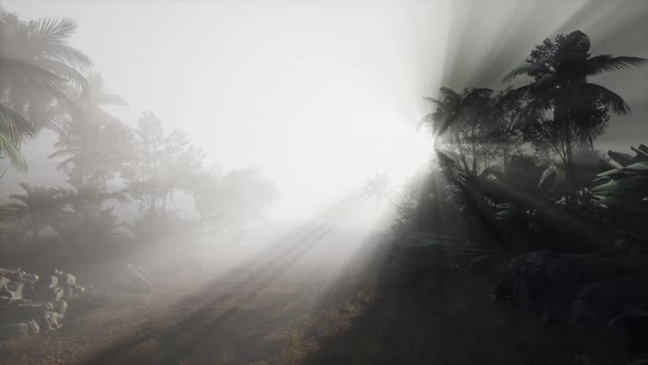 Sunset Beams Through Palm Trees