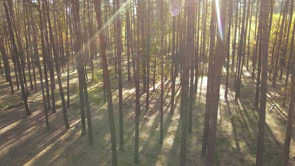 Autumn Forest Landscape with Trees By Day