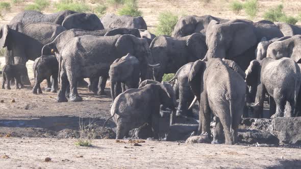 Herd of African Bush elephants around a waterhole