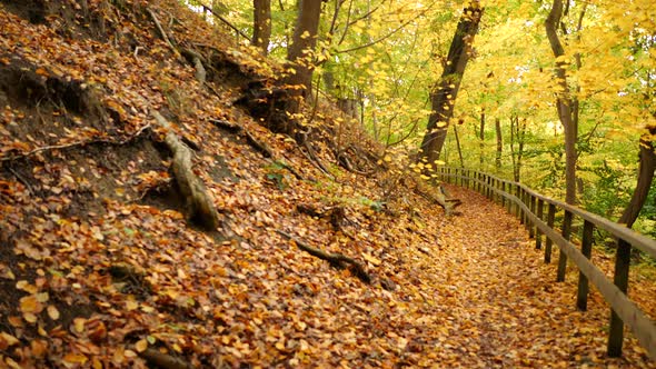 path in the autumn forest