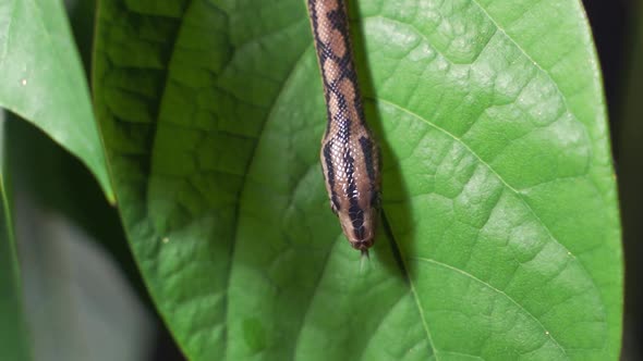 a Snake Crawl Through Bush