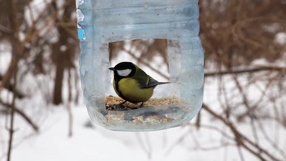 Great tit in the feeder