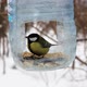 Great tit in the feeder - VideoHive Item for Sale